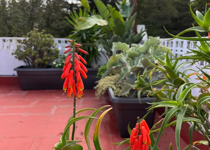 Апартаменты Arriba Stijlvol Met Zwembad En Tuin